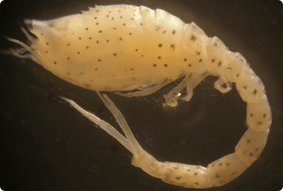 Análisis taxonómico de macroinvertebrados marinos